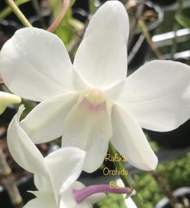 Dendrobium Memoria Princess Diana