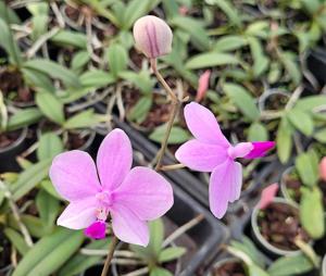 Phalaenopsis Siam Treasure