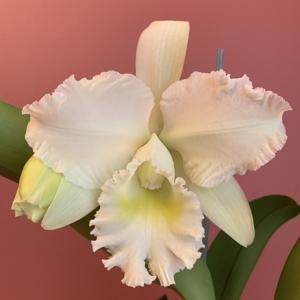 Cattleya White Reception