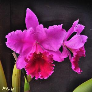 Rhyncholaeliocattleya Tropic Queen