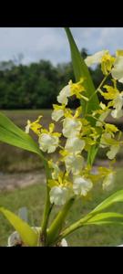 Oncidium Hawaiian Sunset