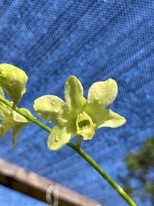 Dendrobium Irene Hee