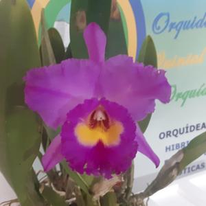 Rhyncholaeliocattleya Hawaiian Night Life