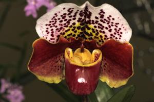 Paphiopedilum Thunder Cat