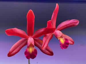 Cattleya Uschi