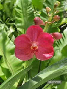 Vanda Udomchai Beauty