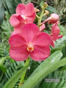 Vanda Udomchai Beauty