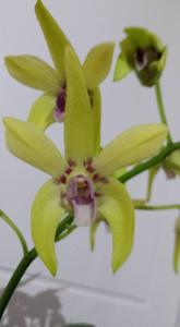 Dendrobium Mega