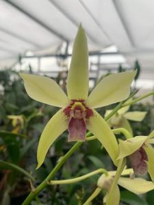 Dendrobium Mega