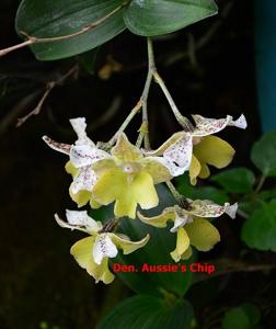 Dendrobium Aussie's Chip