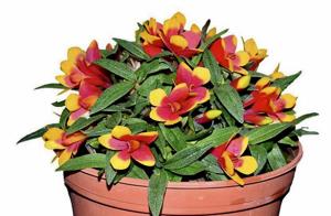 Dendrobium Aussie's Hi-Lo