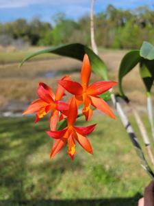 Cattlianthe Blazing Treat