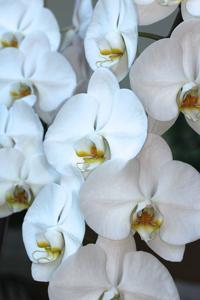 Phalaenopsis Sogo Yukidian