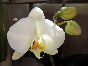 Phalaenopsis Sogo Yukidian