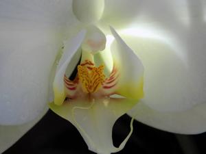 Phalaenopsis Sogo Yukidian