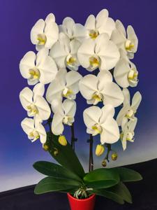 Phalaenopsis Sogo Yukidian