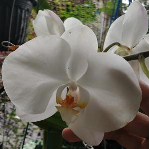 Phalaenopsis Sogo Yukidian