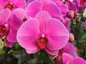 Phalaenopsis Sogo Diamond