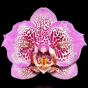 Phalaenopsis Sogo Diamond