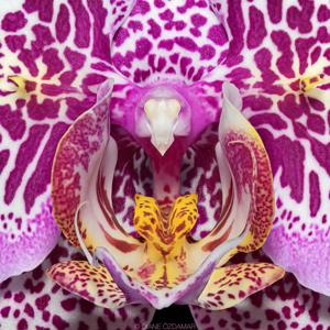 Phalaenopsis Sogo Diamond