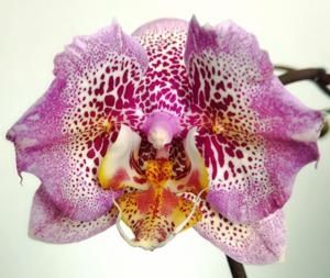 Phalaenopsis Sogo Diamond