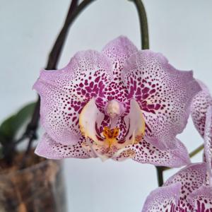 Phalaenopsis Sogo Diamond