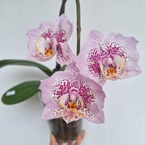 Phalaenopsis Sogo Diamond