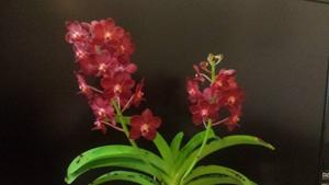 Vanda Crownfox Red Delicious