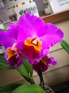 Cattleya Spring Drumb