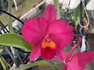 Cattleya Circle of Life