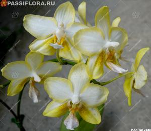 Phalaenopsis An Tai Jade