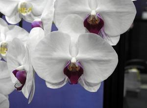 Phalaenopsis Luchia Lip