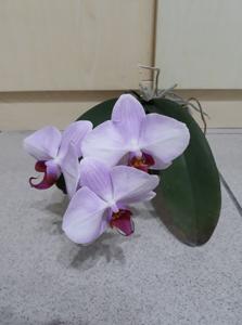 Phalaenopsis Luchia Pink