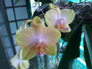 Phalaenopsis Brother Golden Wish