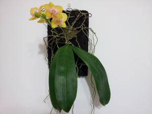 Phalaenopsis Brother Golden Wish