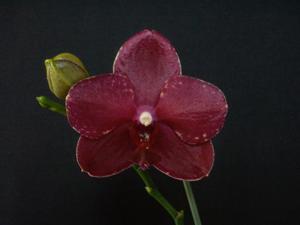 Phalaenopsis Brother Precious Stones