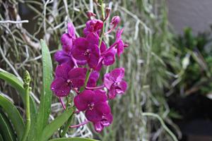 Vanda Crownfox Mystique