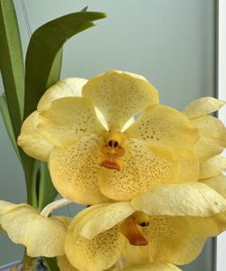 Vanda Brighton Jade