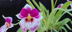 Miltoniopsis Hajime Ono