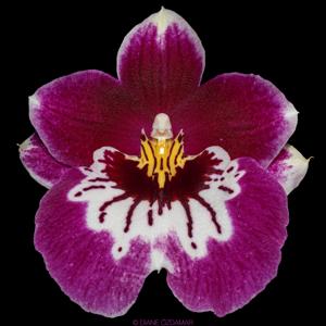 Miltoniopsis Hajime Ono