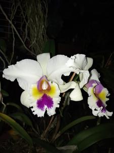 Cattleya Jaguariuna