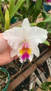 Cattleya Jaguariuna