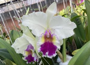 Cattleya Jaguariuna