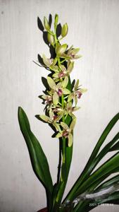 Grammatocymbidium Lovely Melody