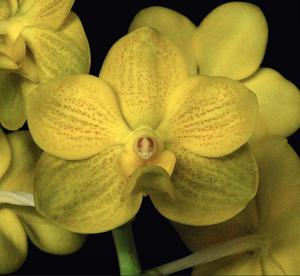 Vanda Crownfox Sundancer
