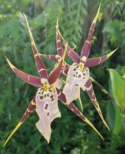 Bratonia Shelob