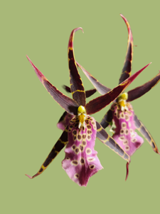 Bratonia Shelob