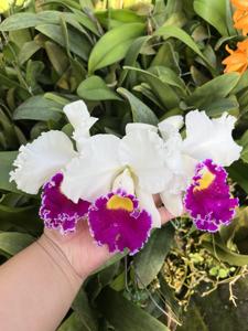 Cattleya Chian-Tzy Mildcompton