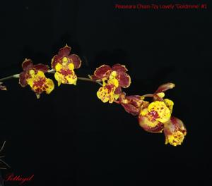 Peaseara Chian-Tzy Lovely