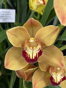 Cymbidium Hazel Fay